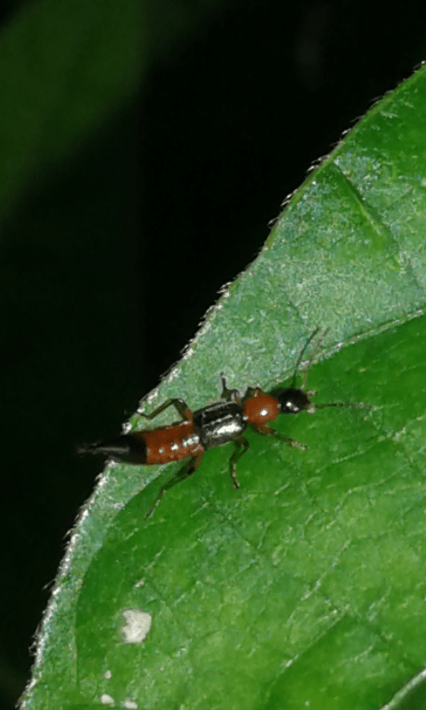 Staphylinidae: Paederus sp.? S, Paederus riparius